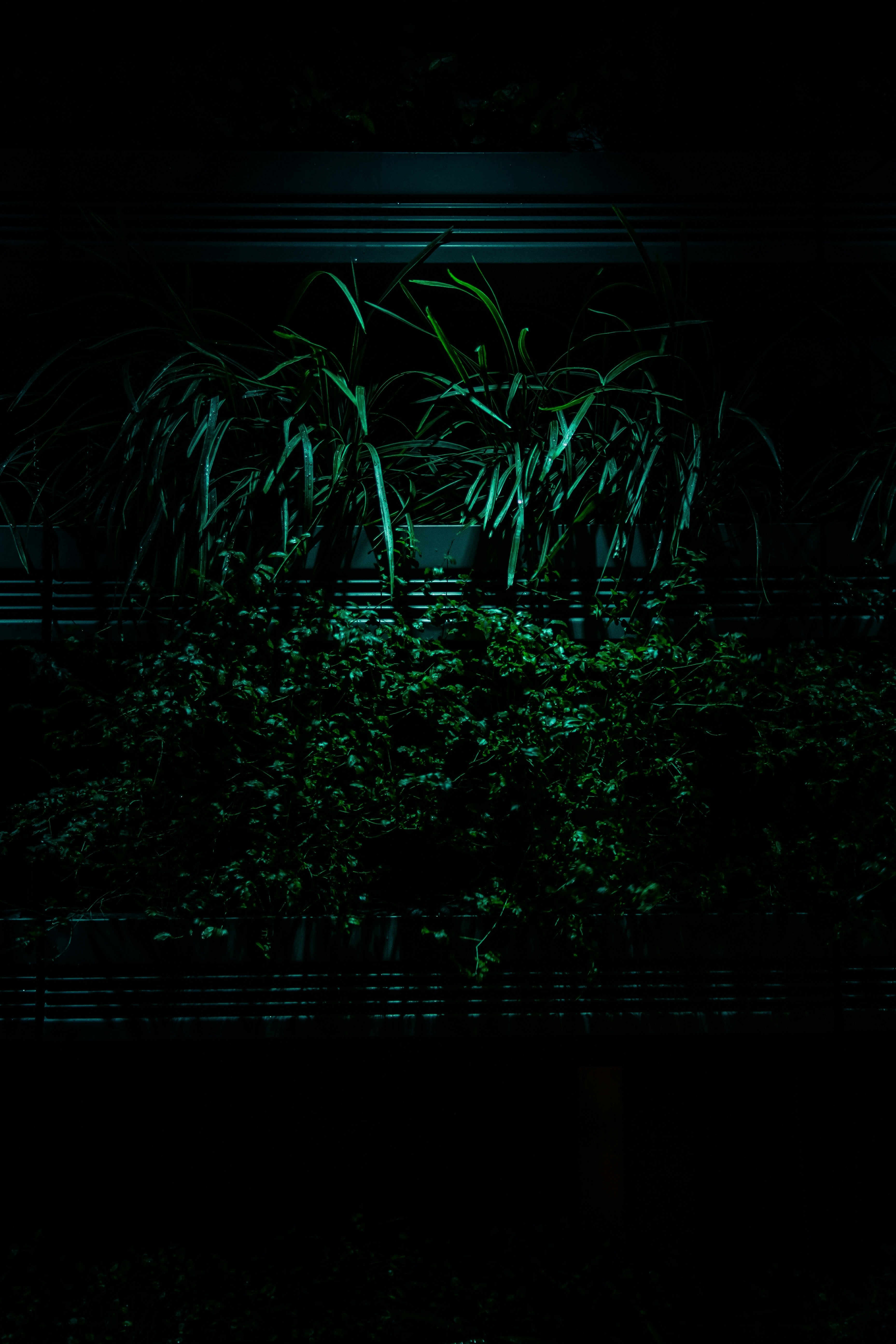 植物を選ぶ